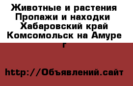 Животные и растения Пропажи и находки. Хабаровский край,Комсомольск-на-Амуре г.